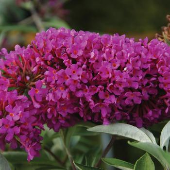 Buddleia Flutterby Petite® 'Tutti Fruitti Pink' (159468)