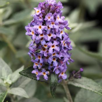 Buddleia Flutterby Petite® 'Blue Heaven' (159472)