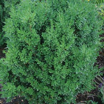 Buxus 'Arctic Emerald' (159479)