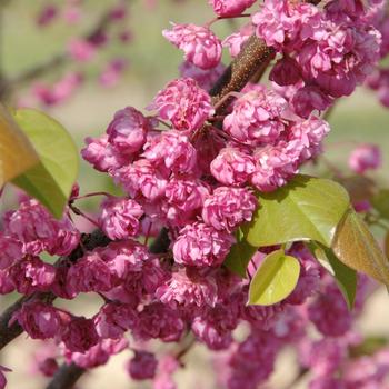 Cercis canadensis 'Pink Pom Poms' (159490)