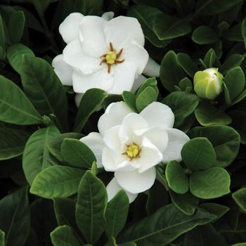 Gardenia jasminoides 'Buttons' (159499)