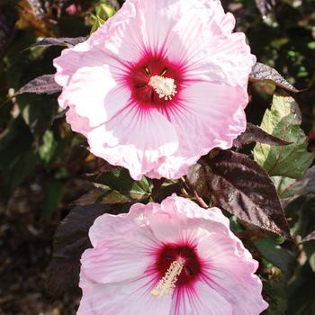 Hibiscus moscheutos Head Over Heels® 'Blush' (159548)