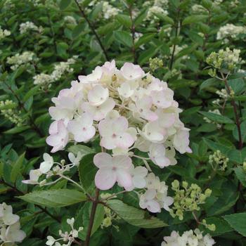 Hydrangea paniculata 'Bombshell' (159553)