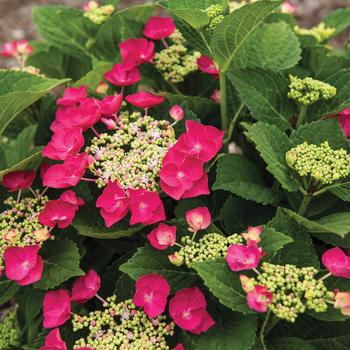 Hydrangea macrophylla 'Cherry Explosion™' (159554)