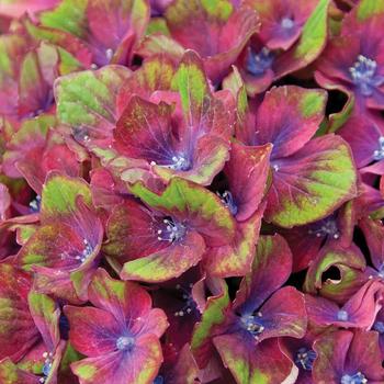 Hydrangea macrophylla 'Pistachio' (159562)