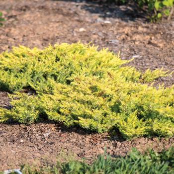 Juniperus conferta 'Golden Pacific™' (159565)