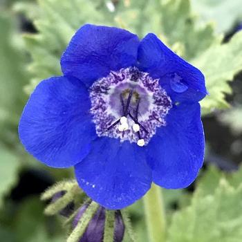 Phacelia viscida