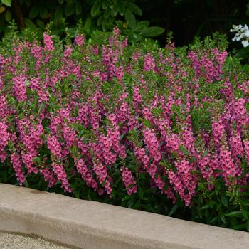 Angelonia angustifolia Archangel™ '' (159777)