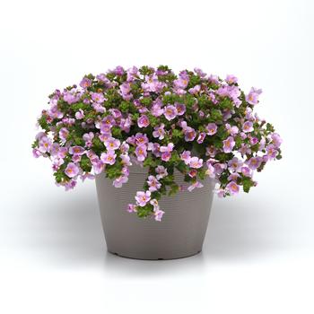 Sutera cordata Versa™ 'Pink Shine' (159782)