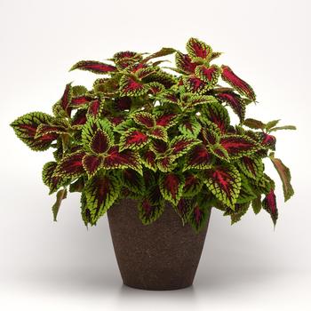 Coleus 'Dragon Heart' (159830)