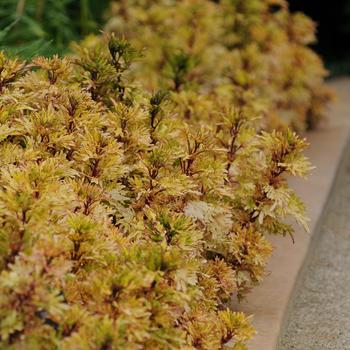 Coleus scutellarioides 'Mint Mocha' (159835)