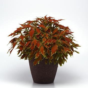 Coleus FlameThrower™ 'Cajun Spice' (159840)