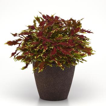 Coleus FlameThrower™ 'Sriracha' (159842)