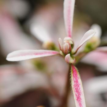 Euphorbia hypericifolia Breathless® 'Blush' (159883)