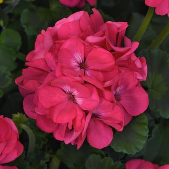 Pelargonium x hortorum Galaxy™ 'Watermelon' (159897)