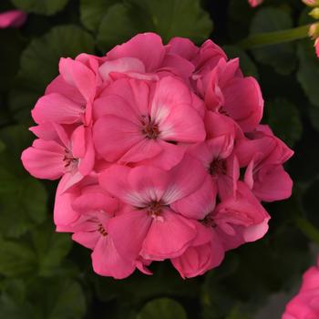 Pelargonium x hortorum Galaxy™ 'Pink' (159900)