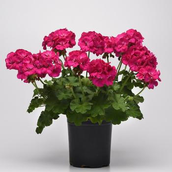 Pelargonium x hortorum Galaxy™ 'Purple' (159903)