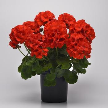 Pelargonium x hortorum Galaxy™ 'Red' (159906)