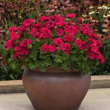 Pelargonium x hortorum Galaxy™ 'Violet' (159911)