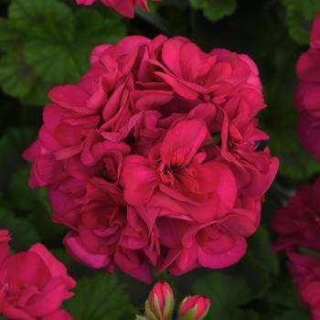 Pelargonium x hortorum Galaxy™ 'Violet' (159913)