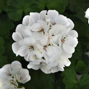 Pelargonium x hortorum Galaxy™ 'White' (159917)