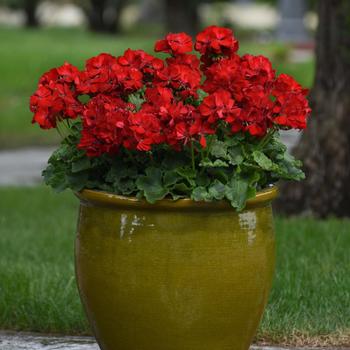 Pelargonium x hortorum Galaxy™ '' (159918)