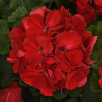 Pelargonium x hortorum Galaxy™ '' (159919)