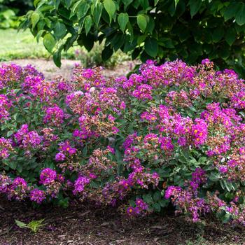 Lagerstroemia indica Bellini® 'Grape' (159940)