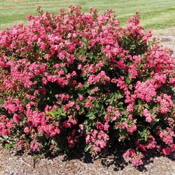 Lagerstroemia indica Bellini® '' (159944)