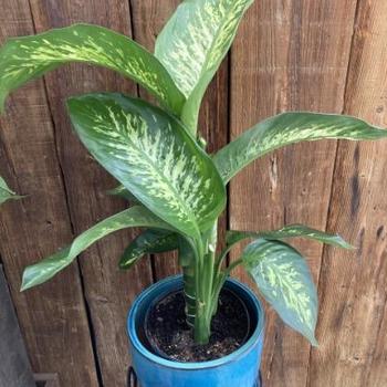 Dieffenbachia 'Tropic Snow' 