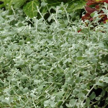 Helichrysum petiolare 'Licorice' (160172)