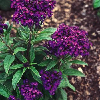 Heliotropium arborescens 'Marine' (160176)