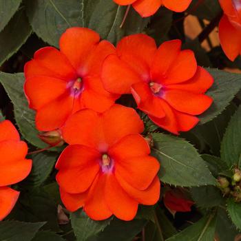 Impatiens SunPatiens® '' (160190)