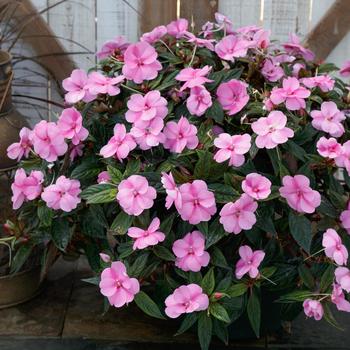 Impatiens SunPatiens® '' (160209)