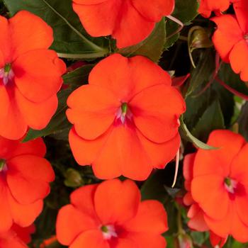 Impatiens SunPatiens® '' (160216)