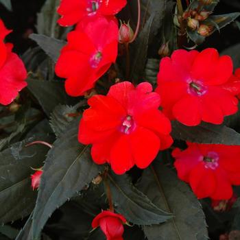 Impatiens SunPatiens® '' (160221)