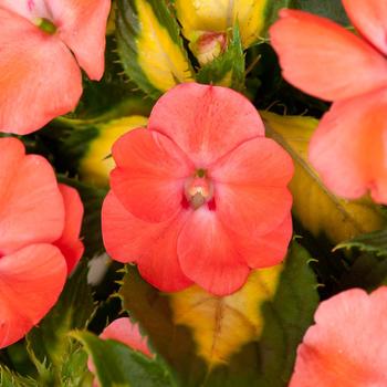 Impatiens SunPatiens® '' (160225)