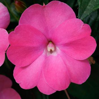 Impatiens SunPatiens® '' (160228)