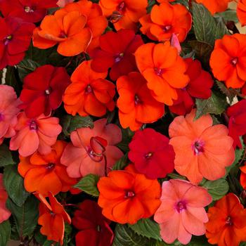 Impatiens SunPatiens® '' (160296)