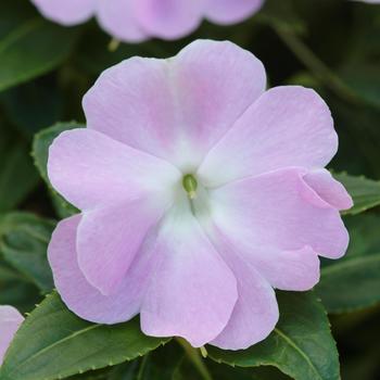 Impatiens hawkeri Celebration 'Icy Blue' (160320)