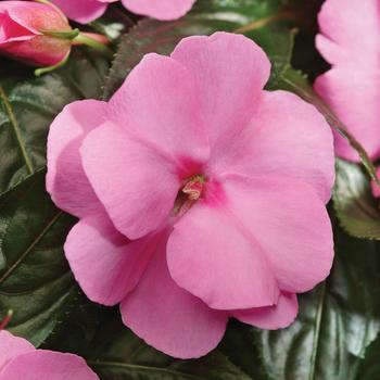 Impatiens hawkeri Celebration 'Pink' (160324)