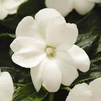 Impatiens hawkeri Celebration '' (160330)