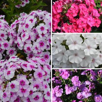 Phlox paniculata Ka-Pow® Series '' (160450)