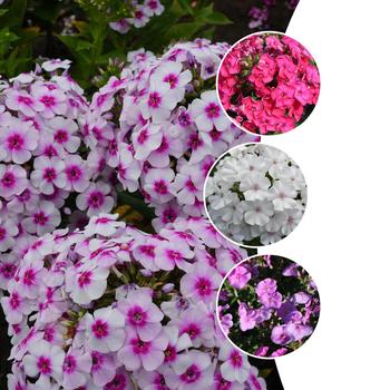 Phlox paniculata Ka-Pow® Series '' (160451)