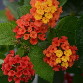 Lantana camara Bloomify™ 'Red' (160631)