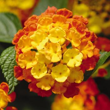 Lantana camara Landmark™ 'Citrus' (160643)