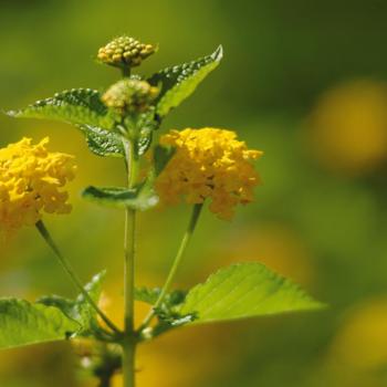 Lantana camara Landmark™ 'Gold' (160644)