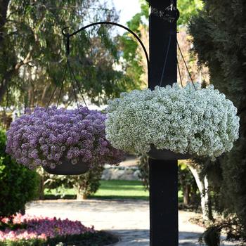 Lobularia maritima Easy Breezy™ Pink '' (160682)