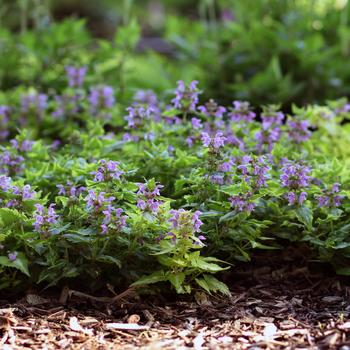 Lamium maculatum 'Anne Greenaway' (160688)