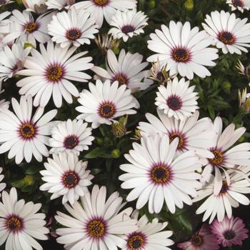 Osteospermum ecklonis Serenity™ 'Lavender Frost' (160723)